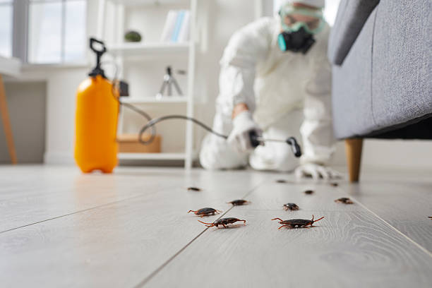 Commercial Kitchen Cockroach Control in Henrietta